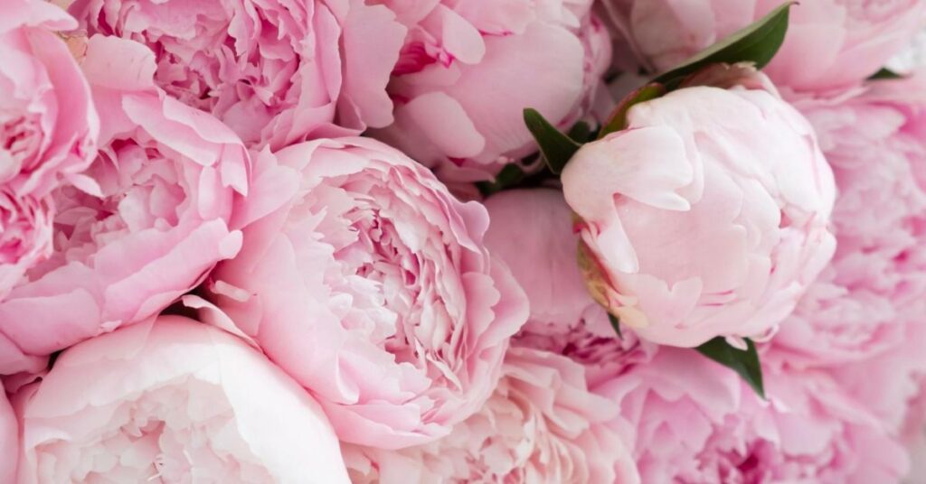 Why Are Peonies So Expensive