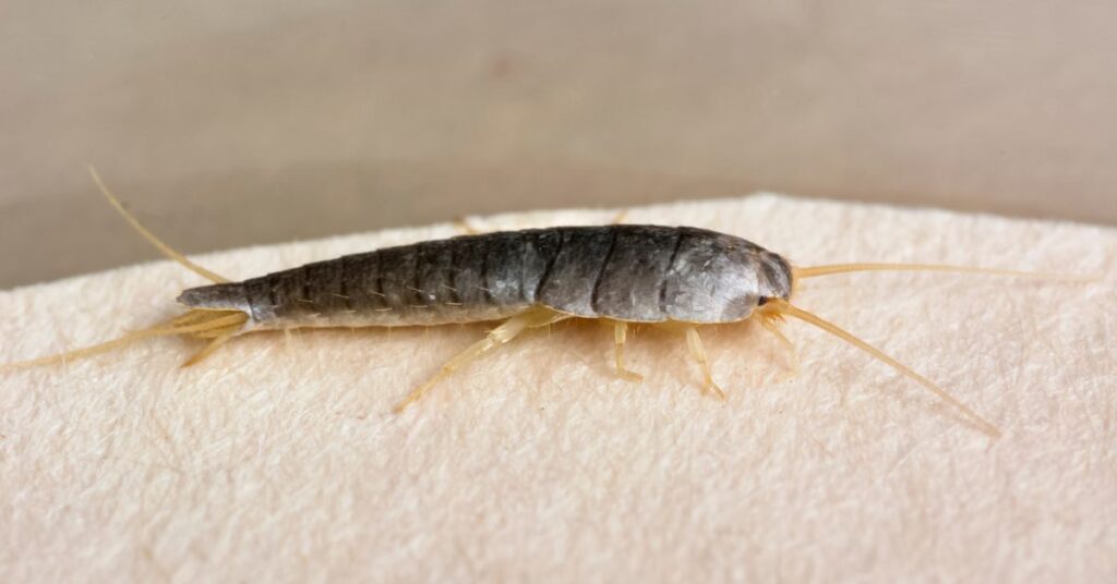 Do Silverfish Eat Roaches