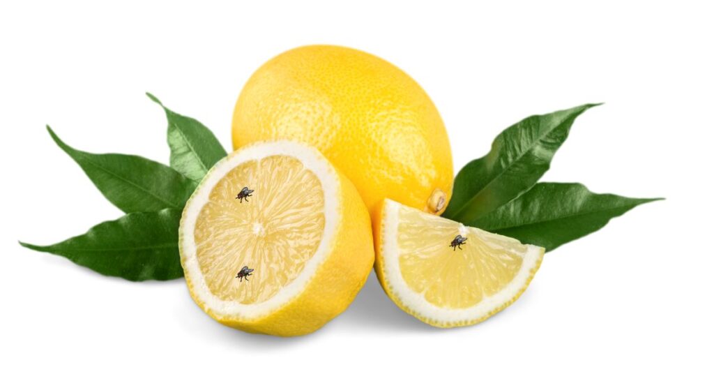 Does Lemon Attract Fruit Flies