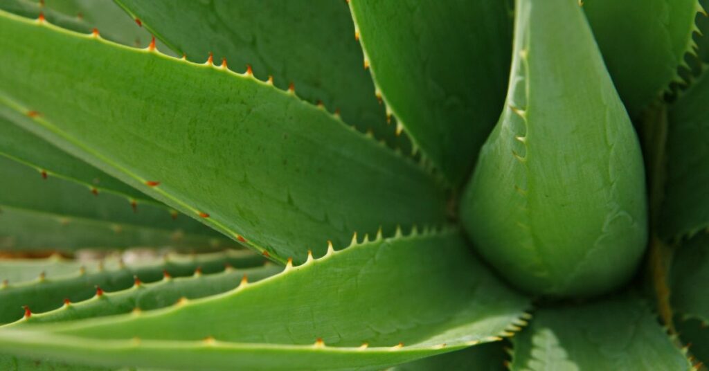 My Aloe Plant Is Limp