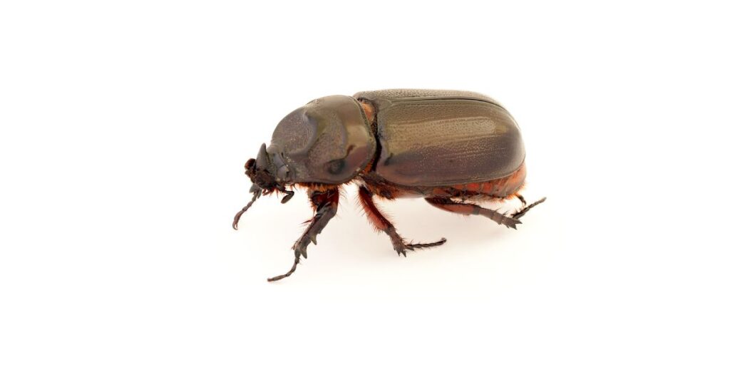 What Are Beetles Good For