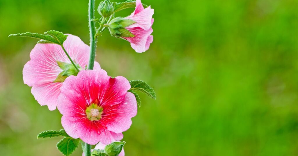 What Eats Hollyhocks