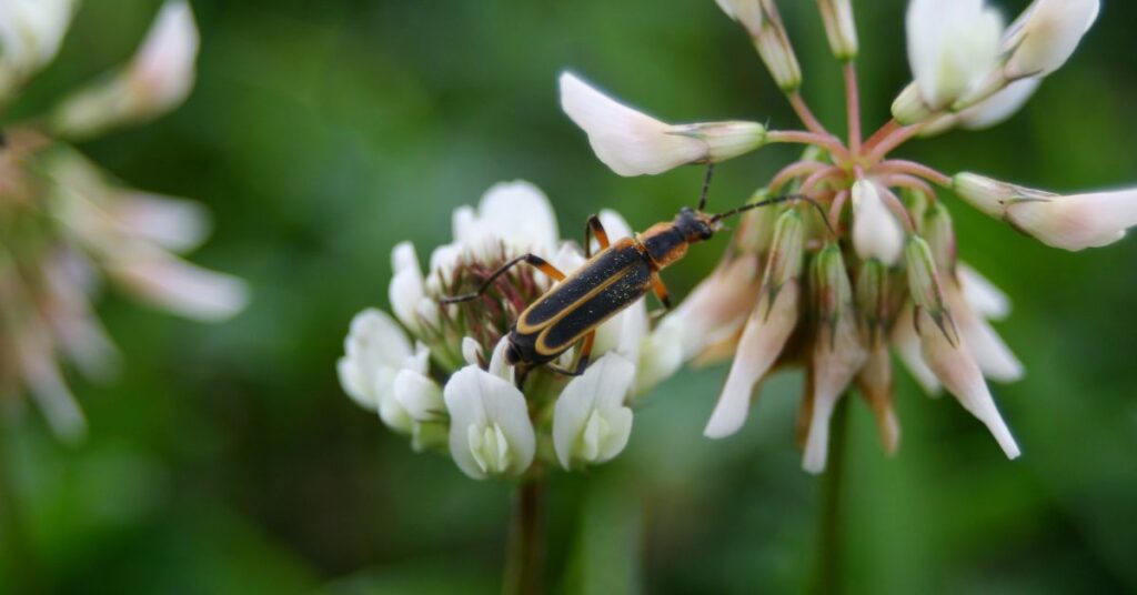 What Flowers Attract Fireflies