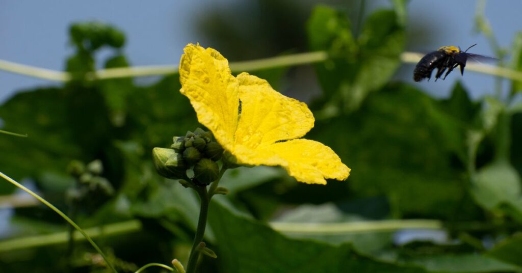 When To Harvest Luffa Gourd