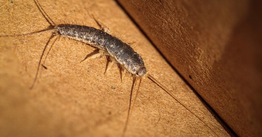 Where Are Silverfish Found In The US