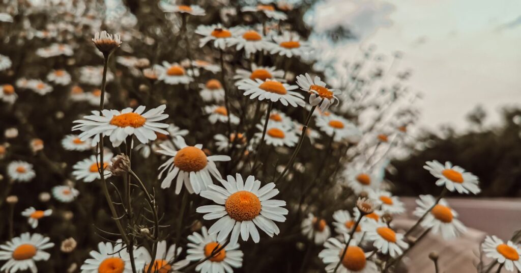 Are Daisies Toxic To Humans