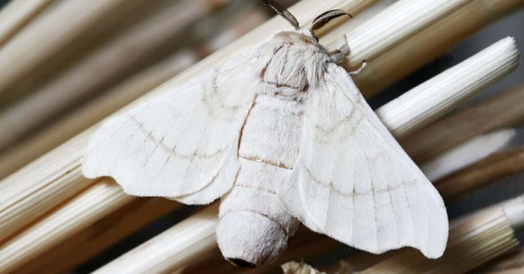 Are White Moths Poisonous