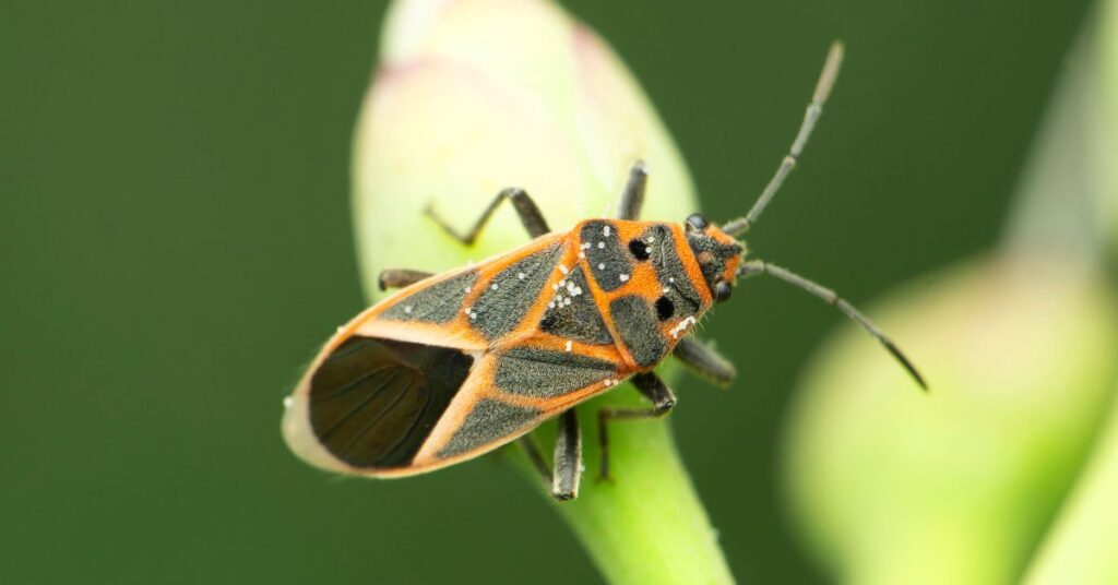 Does Dish Soap Kill Boxelder Bugs