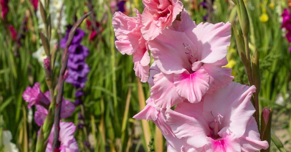 How Long Do Gladiolus Take To Sprout