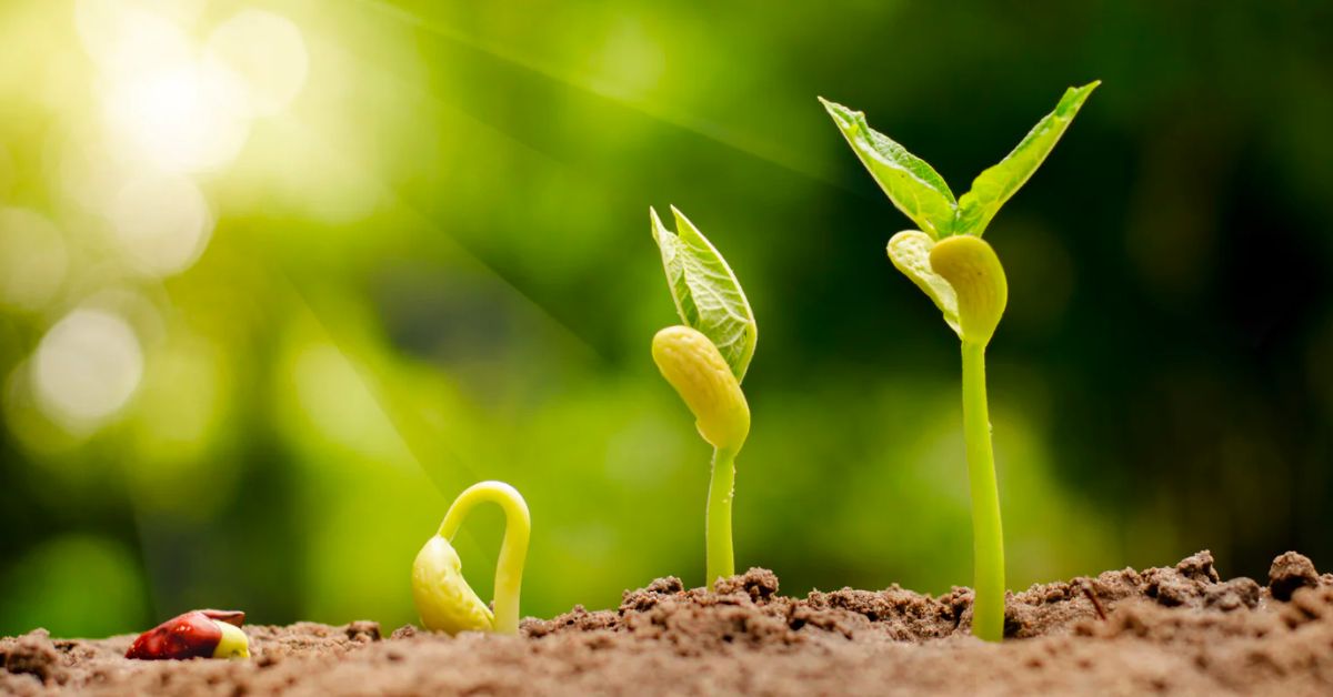 How Long Does It Take Sweet Peas To Germinate