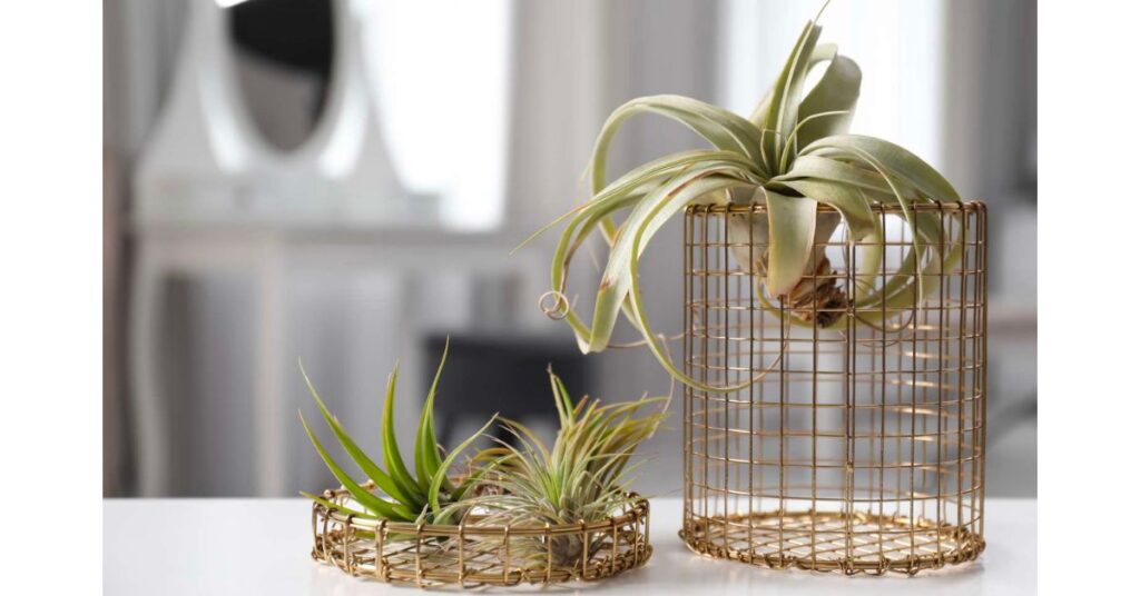 How Long To Submerge Air Plants