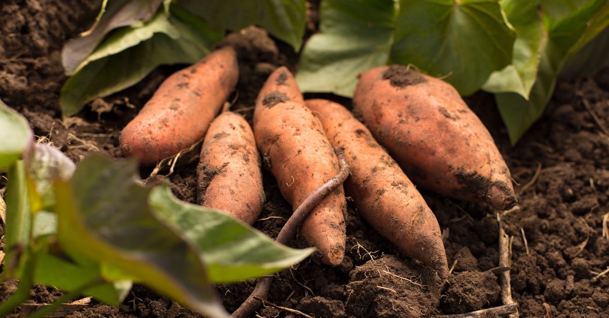 How Many Sweet Potatoes Does One Plant Produce