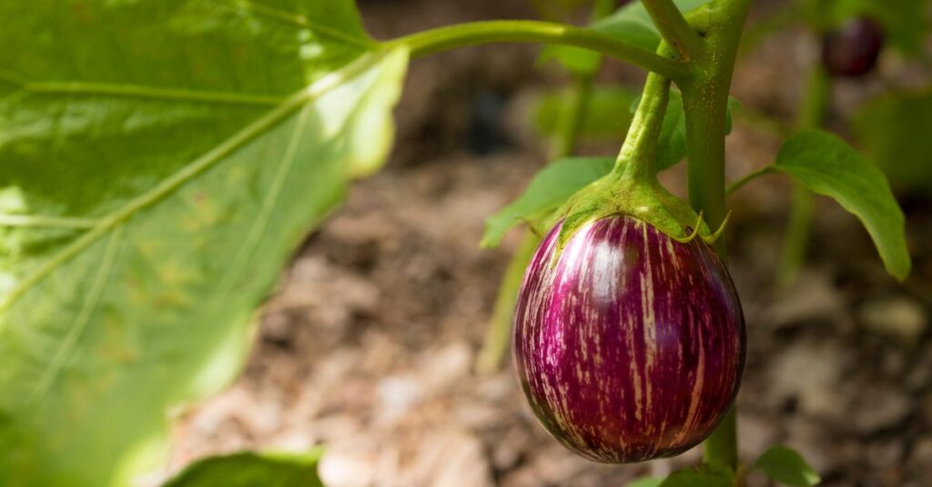 How Much Room Does Eggplant Need To Grow