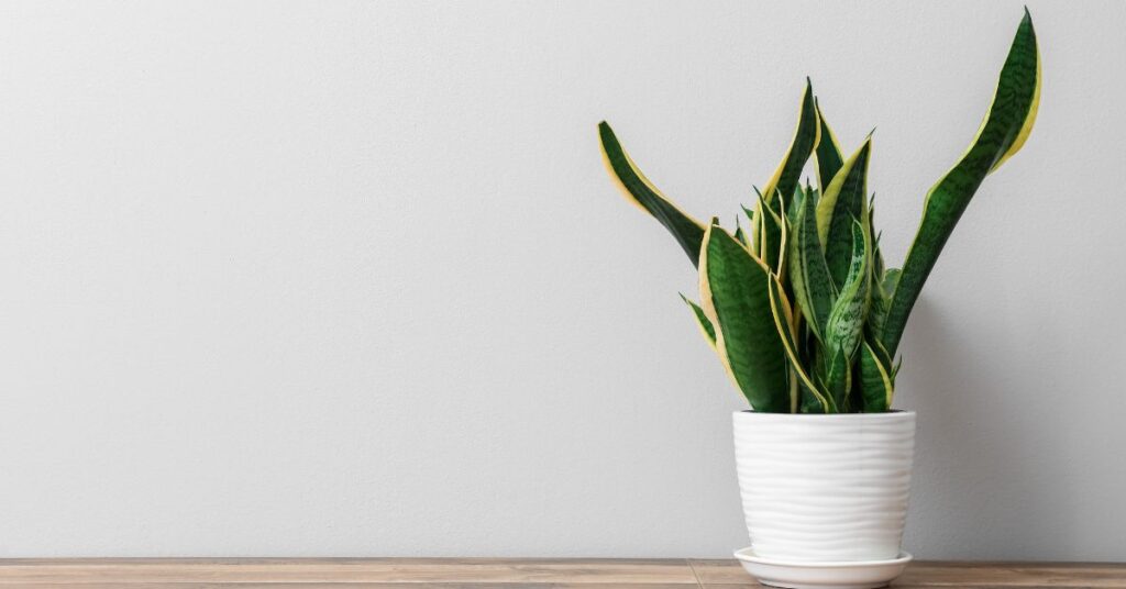 How To Bring Snake Plant Back To Life