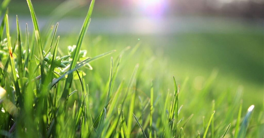 How To Make Your Lawn Thicker And Greener