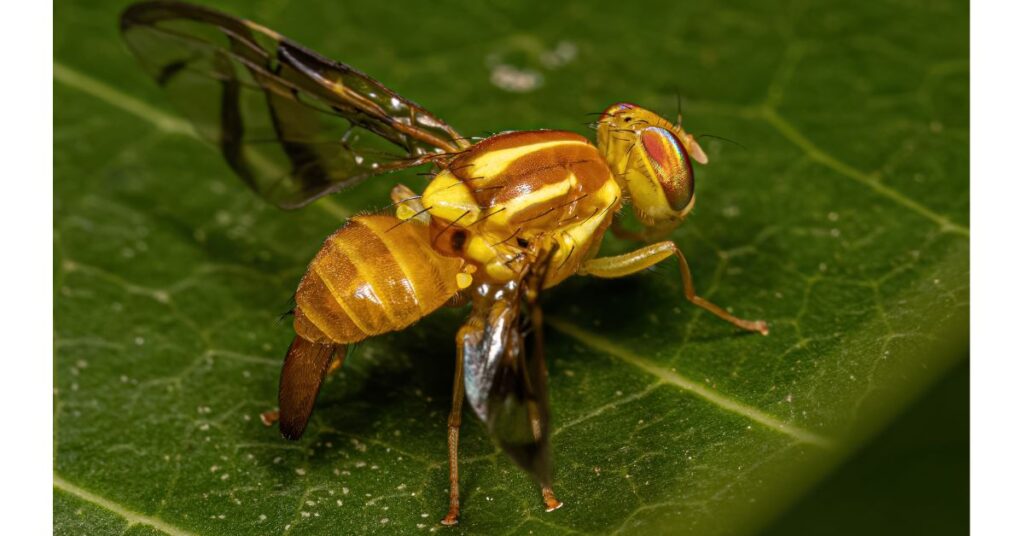 Is A Fruit Fly The Same As A Gnat