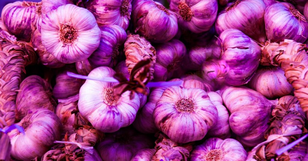 Is Purple Garlic Ok To Eat