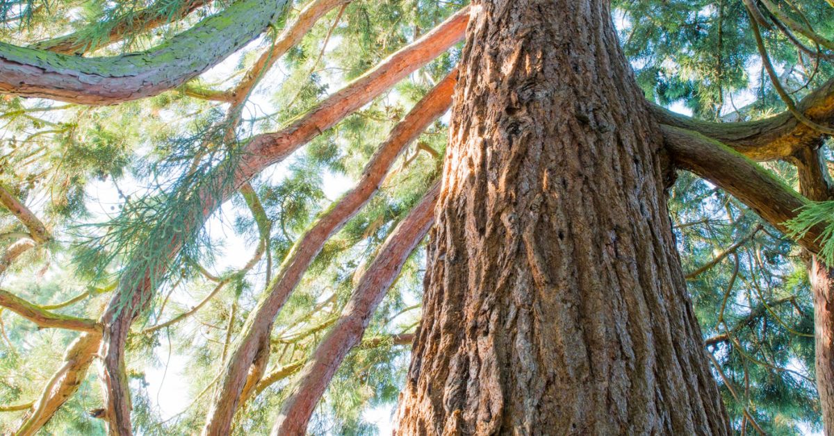 Is Redwood Good Firewood