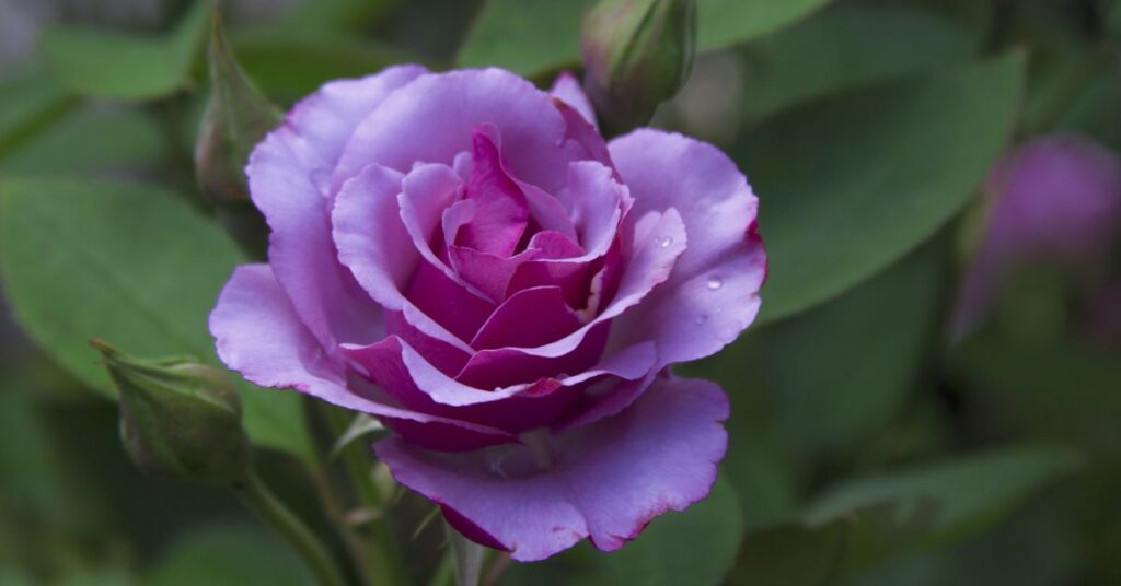 what-do-purple-roses-mean-in-a-relationship-secret-meanings