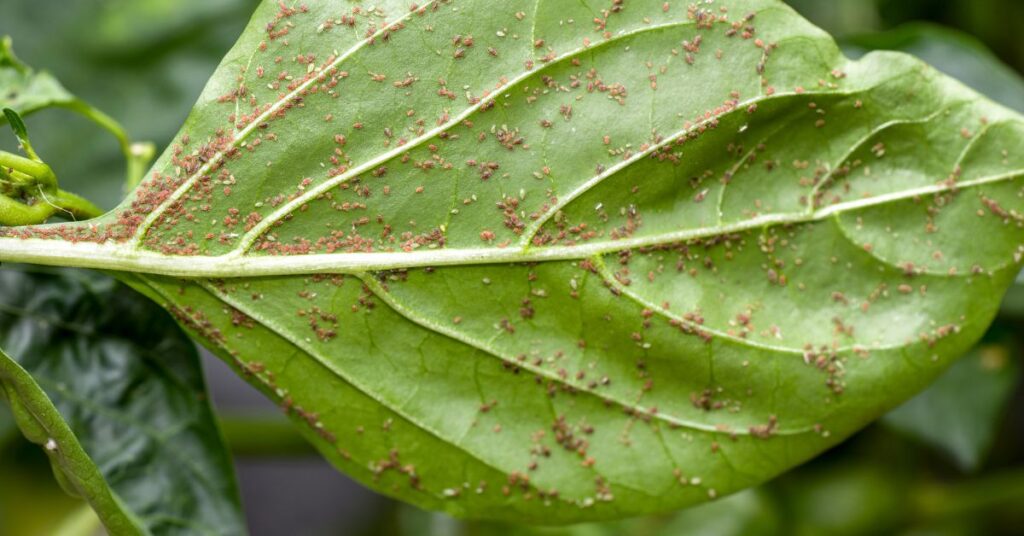 What Eats Aphids In The Garden