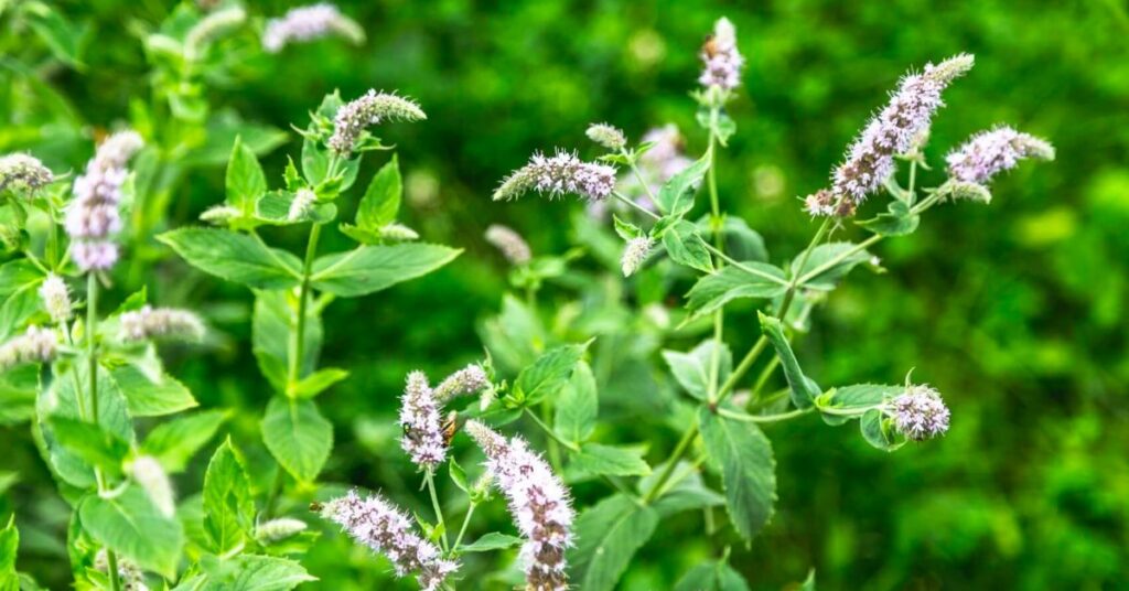 What Happens When Mint Flowers