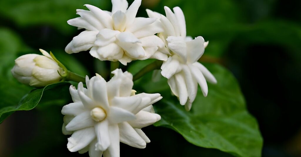 What Jasmine Is The Most Fragrant