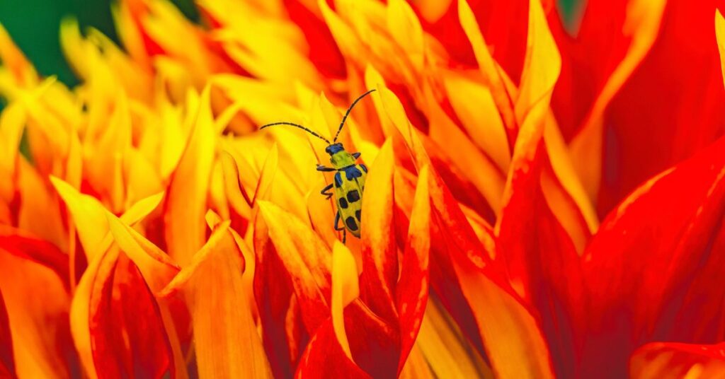 What To Spray On Dahlias For Bugs