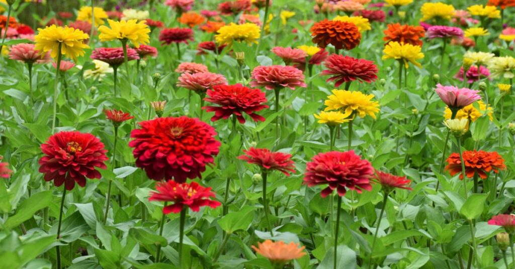 What To Spray On Zinnias For Bugs