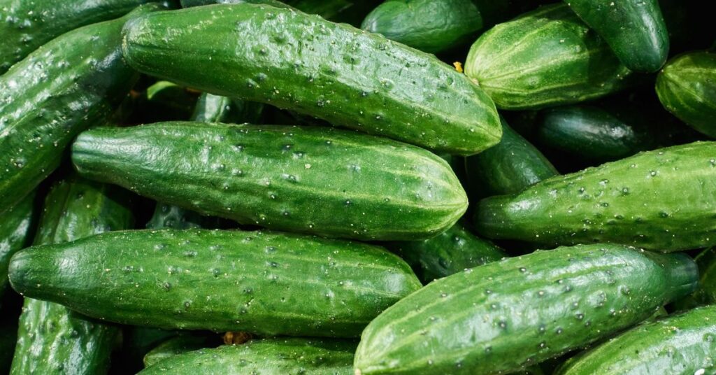 When Are Burpless Cucumbers Ready To Pick