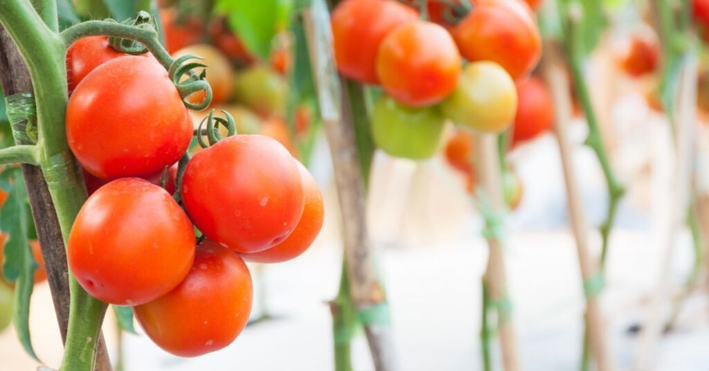 When To Pick A Cherry Tomato