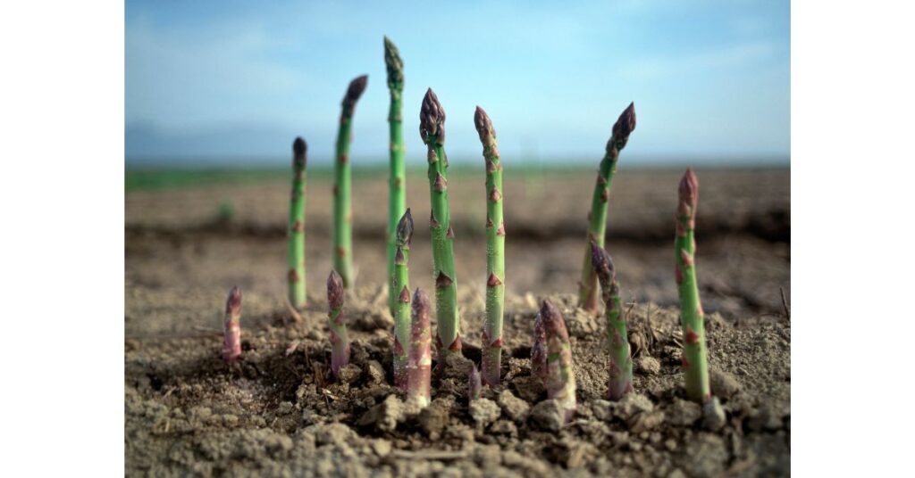 When To Plant Asparagus In Oklahoma