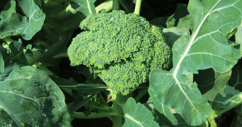 When To Plant Broccoli In Kentucky