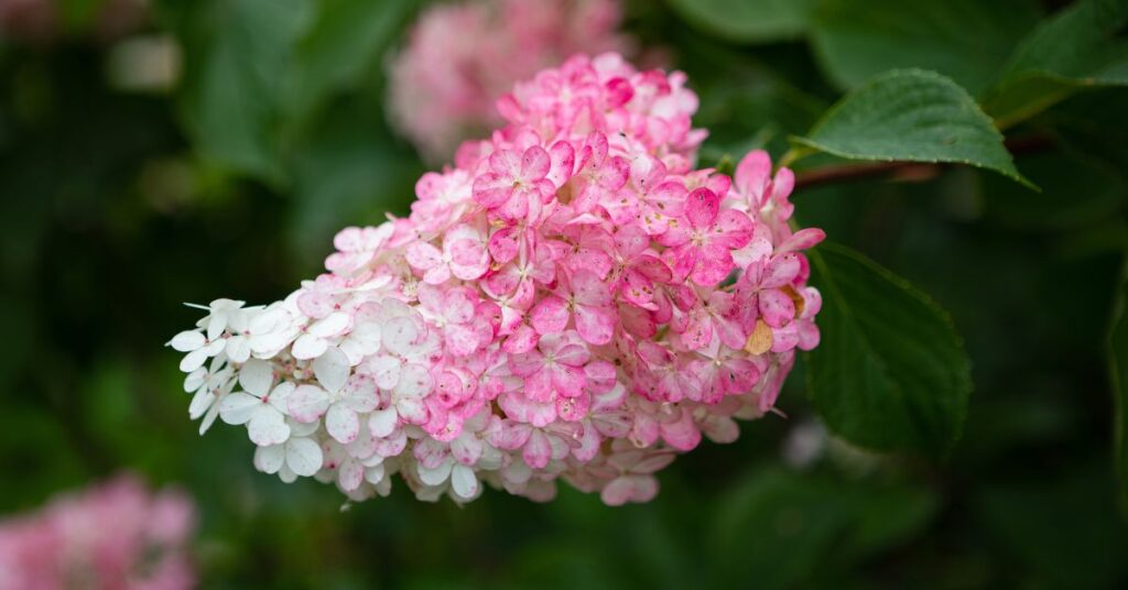 When To Plant Hydrangeas In Illinois