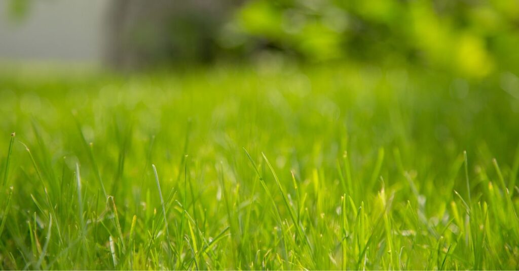 Bermuda Grass Fertilizer Schedule