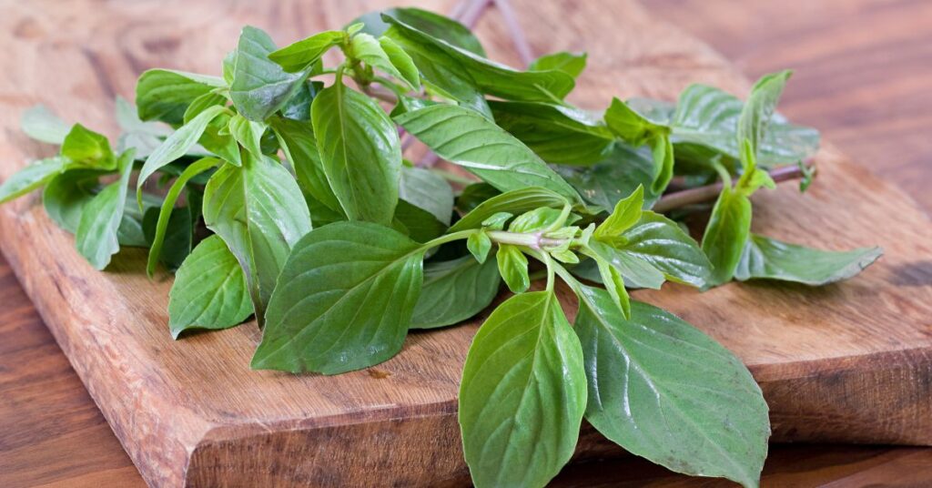 Can I Use Thai Basil For Pesto