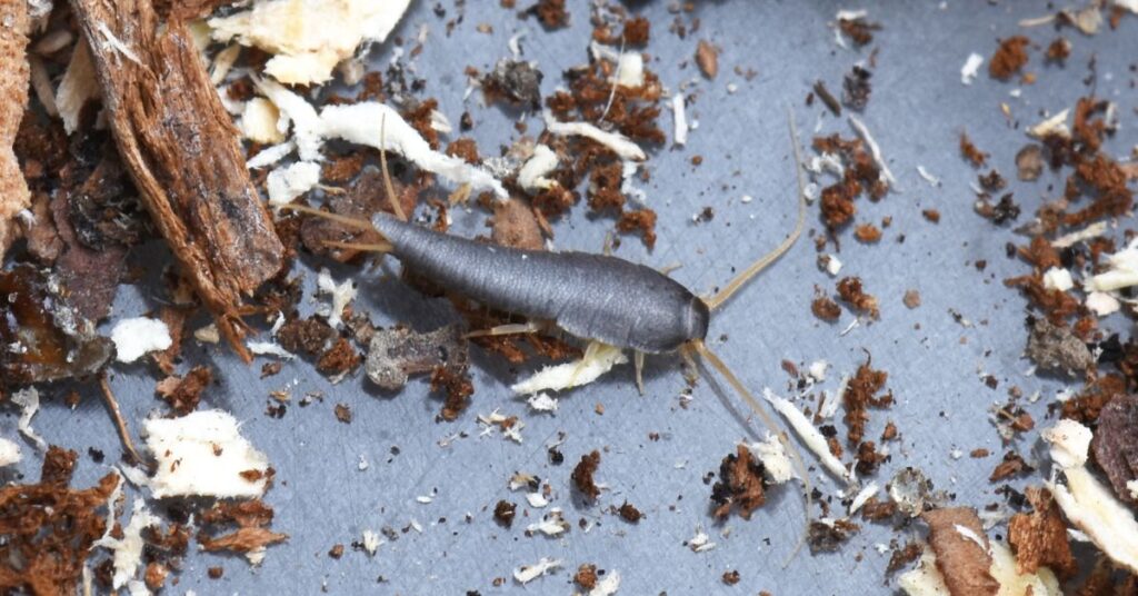 Can Silverfish Be Black