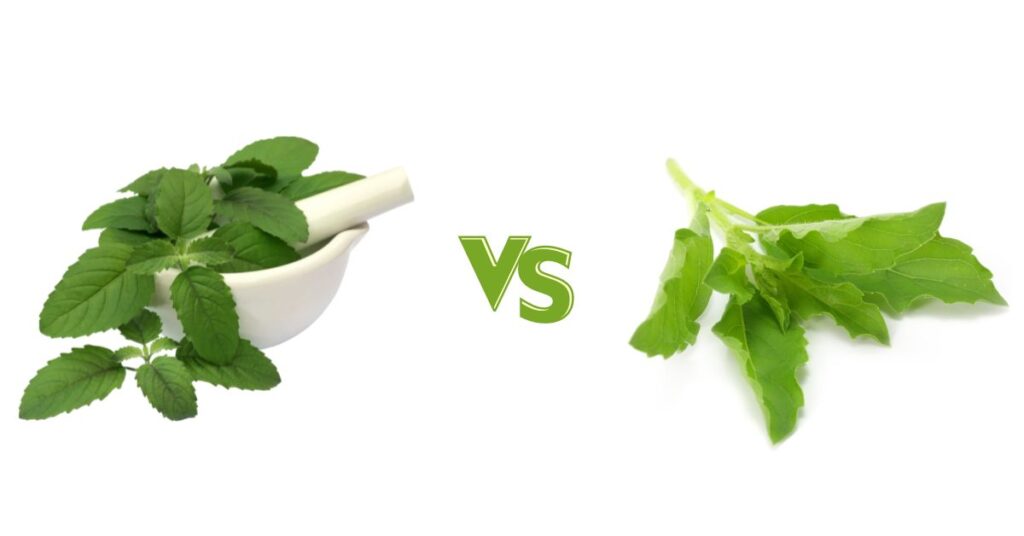 Holy Basil Vs Thai Basil