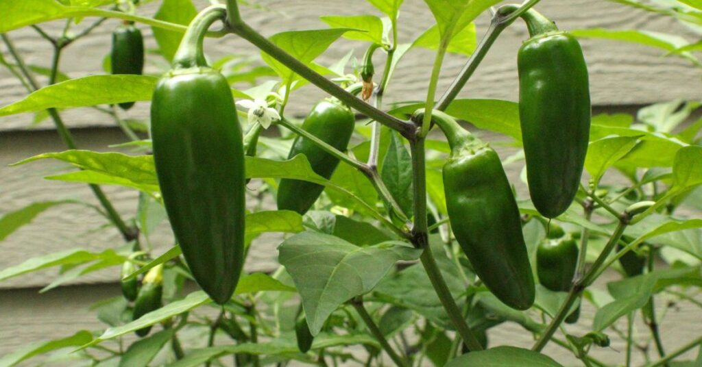 How Big Of A Pot For Jalapeno Peppers