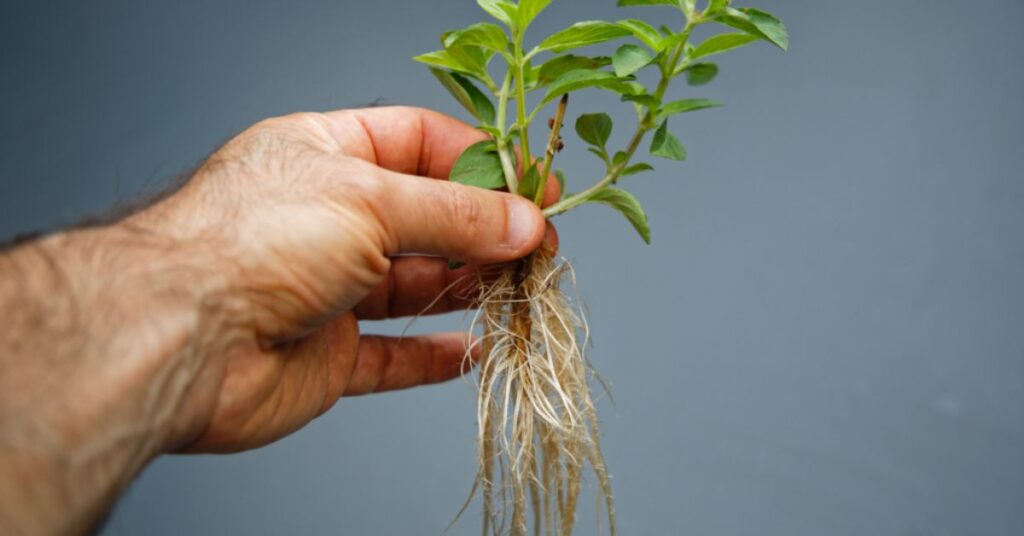 How Deep Do Mint Roots Grow