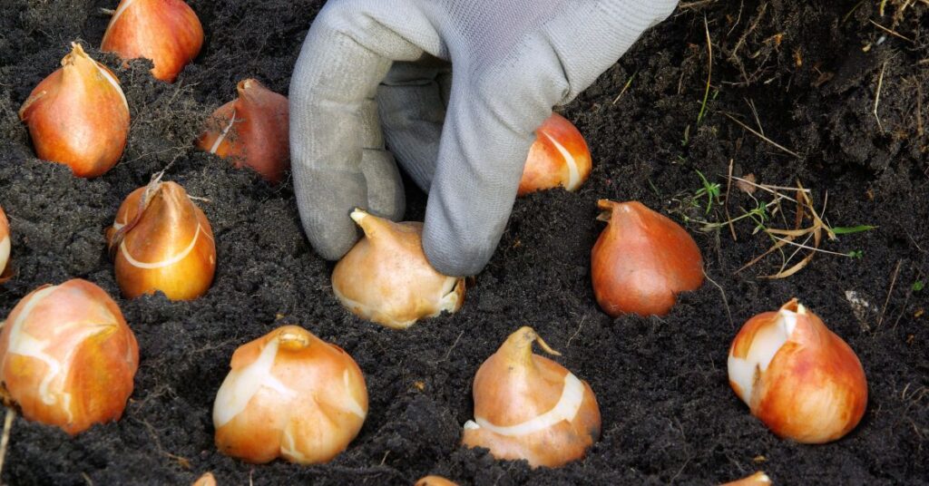 How Deep To Plant Tulip Bulbs