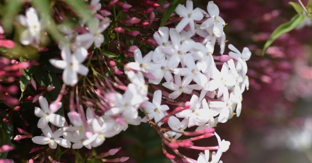 How Fast Does Pink Jasmine Grow