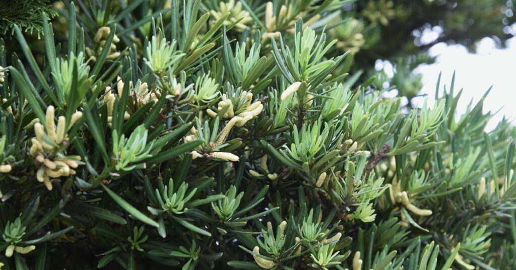 How Fast Does Podocarpus Grow In Florida