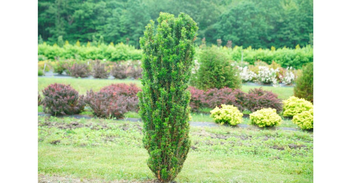 How Fast Does Stonehenge Yew Grow