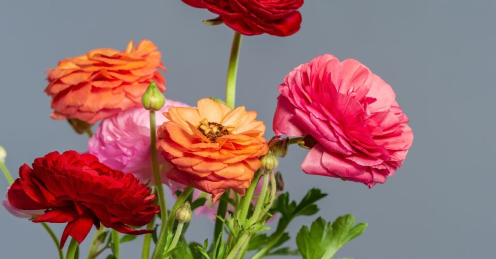 How Long Do Ranunculus Take To Bloom