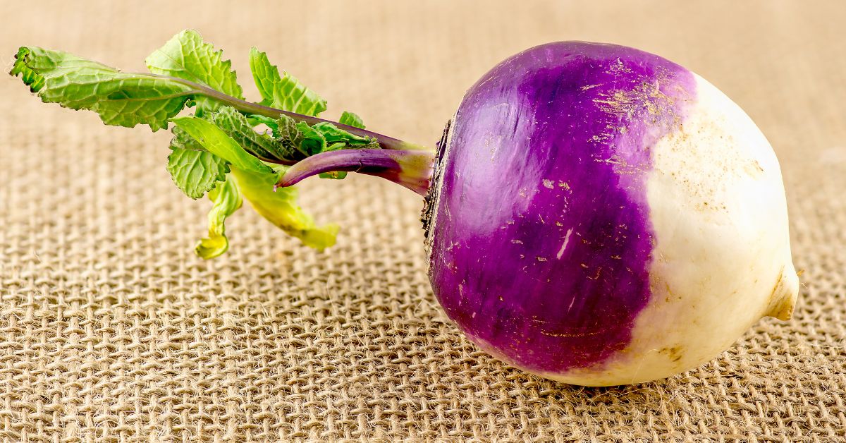 How Long Does Turnip Last In The Fridge? Maximize Fridge Life