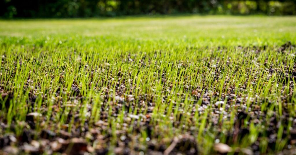 How Long To Water New Grass Seed In The Fall