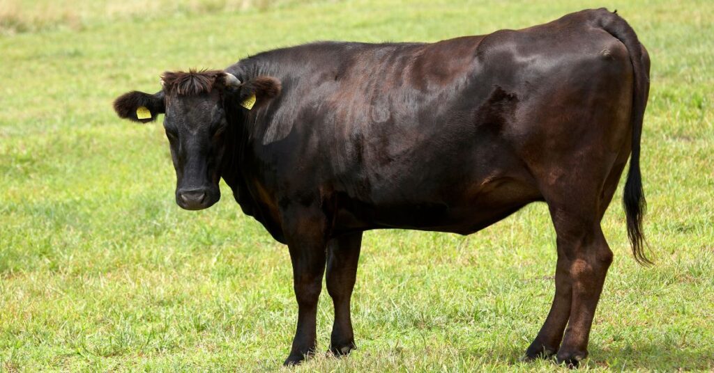 How Much Does A Whole Wagyu Cow Cost? Price and Value