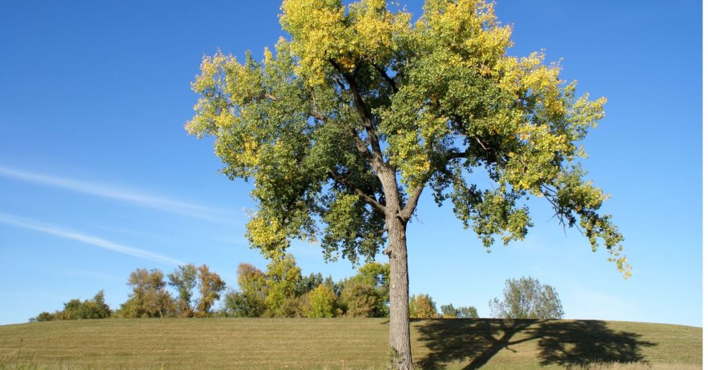 How Much Water Does A Cottonwood Tree Use