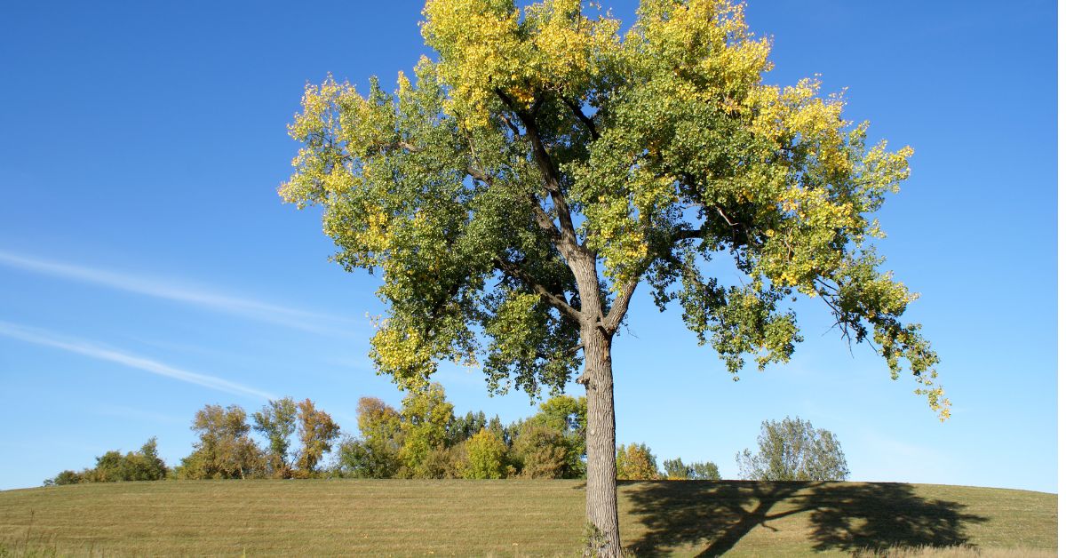 How Much Water Does A Cottonwood Tree Use? Nature's Thirst