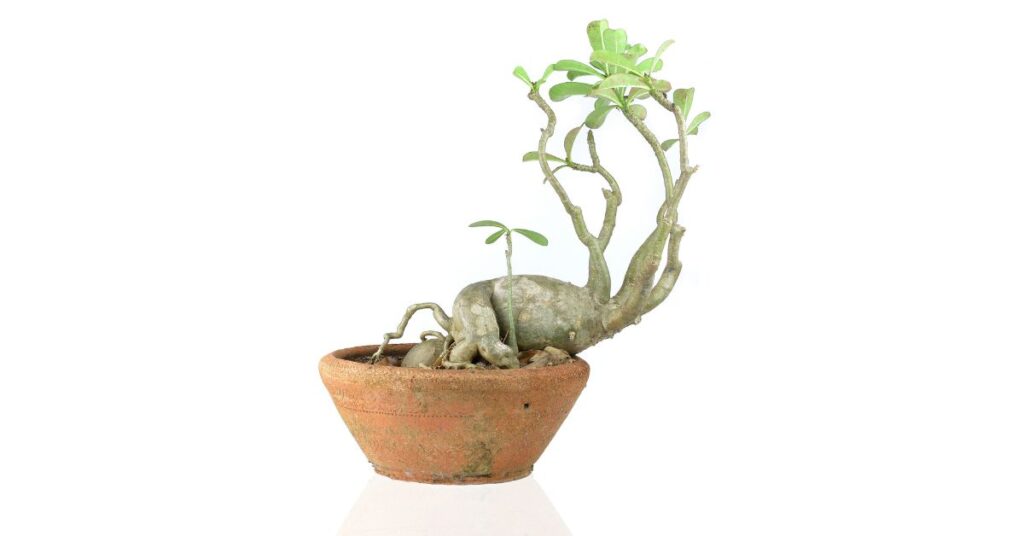 How Much Water Does Adenium Need